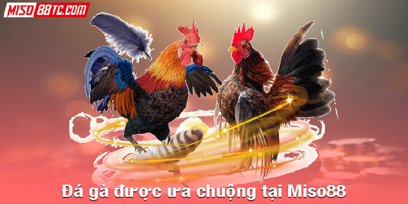Đá gà được ưa chuộng tại Miso88